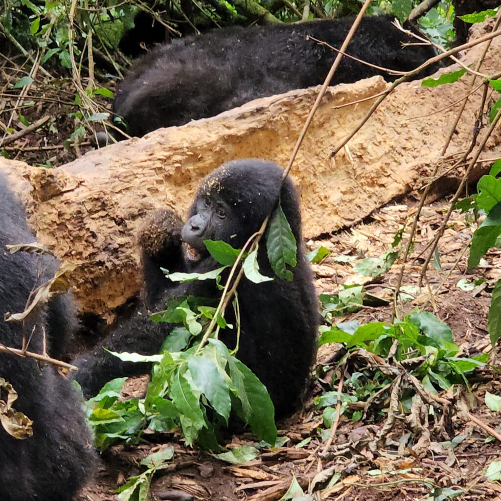 What Gear Should I Bring for Gorilla Trekking?