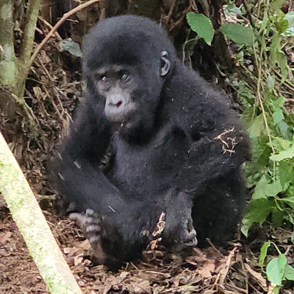 Bwindi Gorilla Trekking Uganda