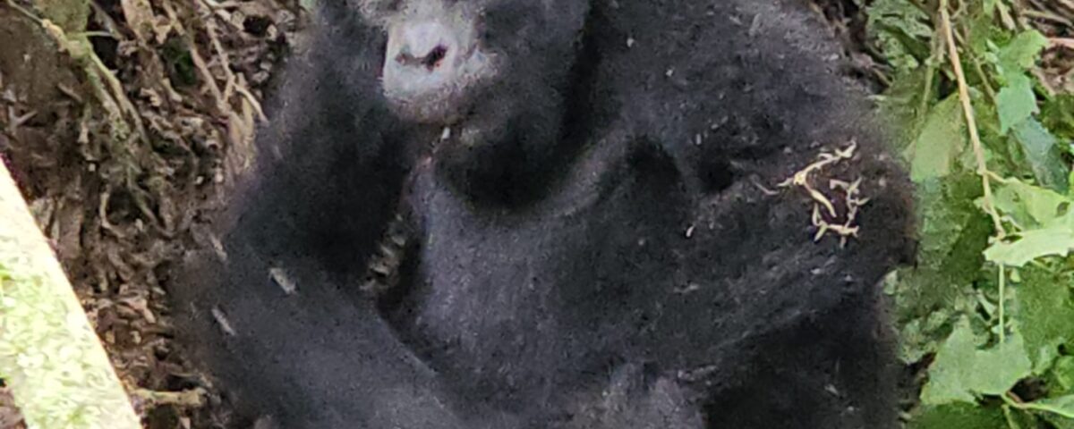 Bwindi Gorilla Trekking Uganda