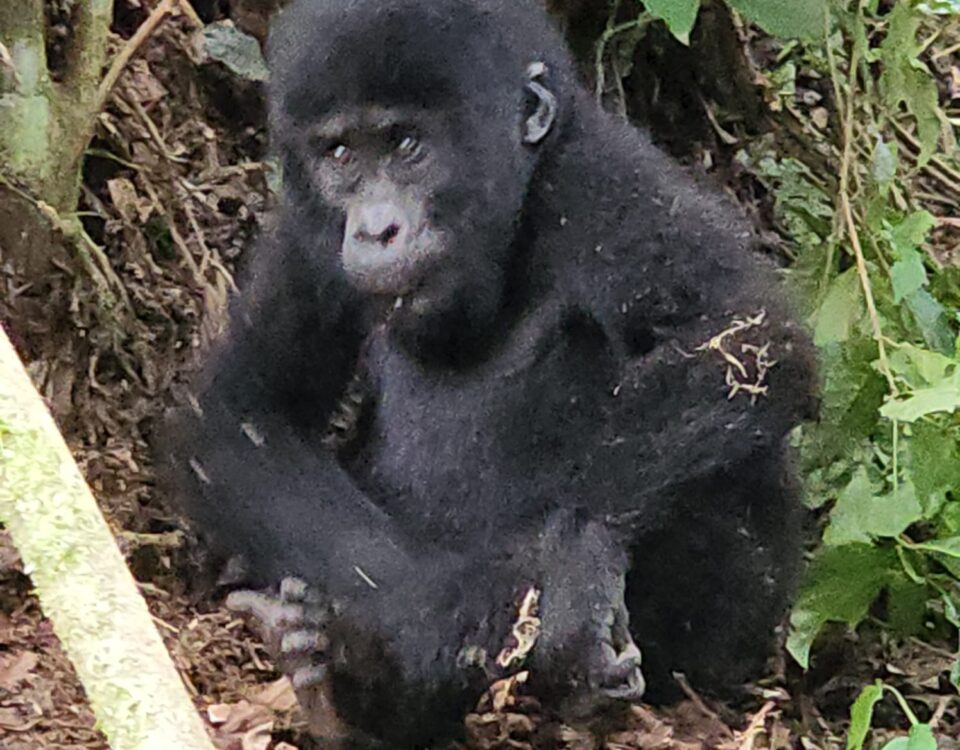Bwindi Gorilla Trekking Uganda