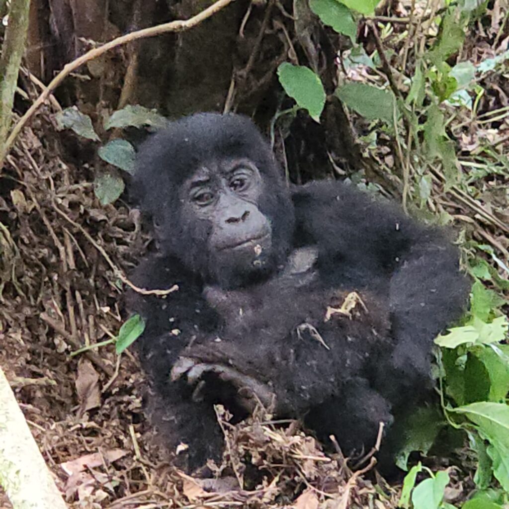 Is It Safe to Go Gorilla Trekking in Uganda