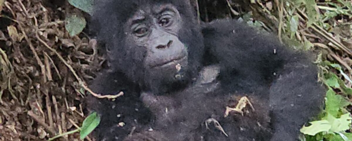 Is It Safe to Go Gorilla Trekking in Uganda