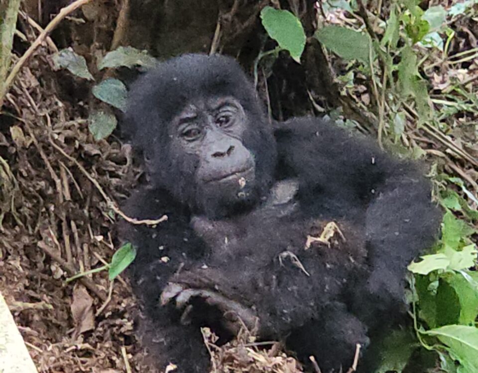 Is It Safe to Go Gorilla Trekking in Uganda