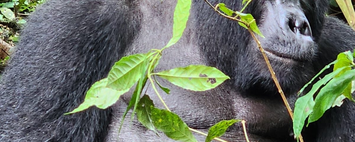 Rwanda Uganda Primates Safari