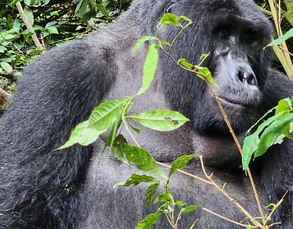 Rwanda Uganda Primates Safari