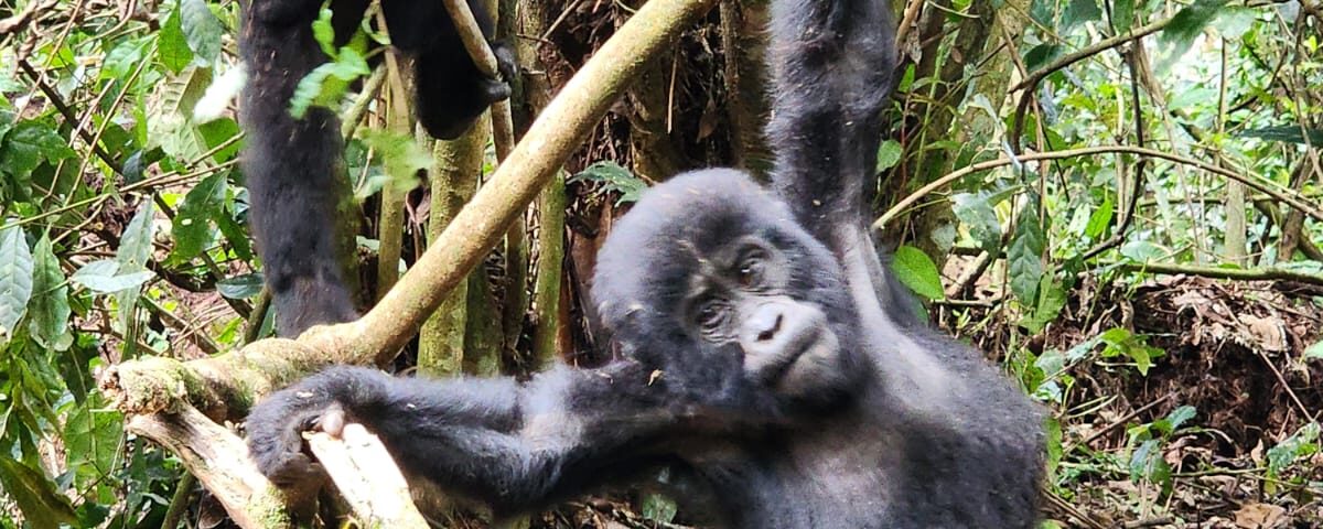 Bwindi Gorilla Trekking Tour