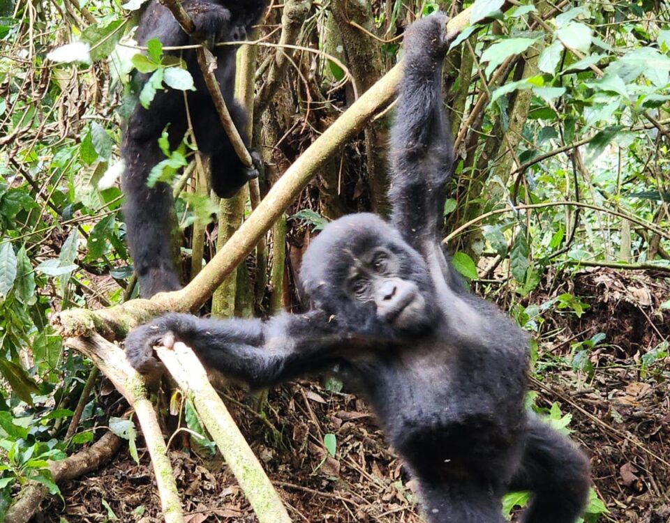 Bwindi Gorilla Trekking Tour