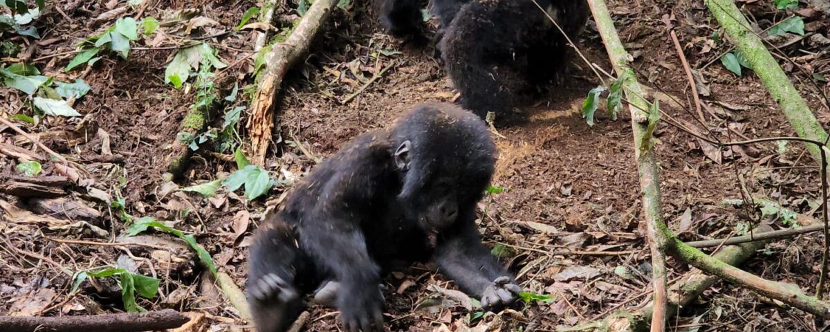 Uganda Gorilla Trekking Tour