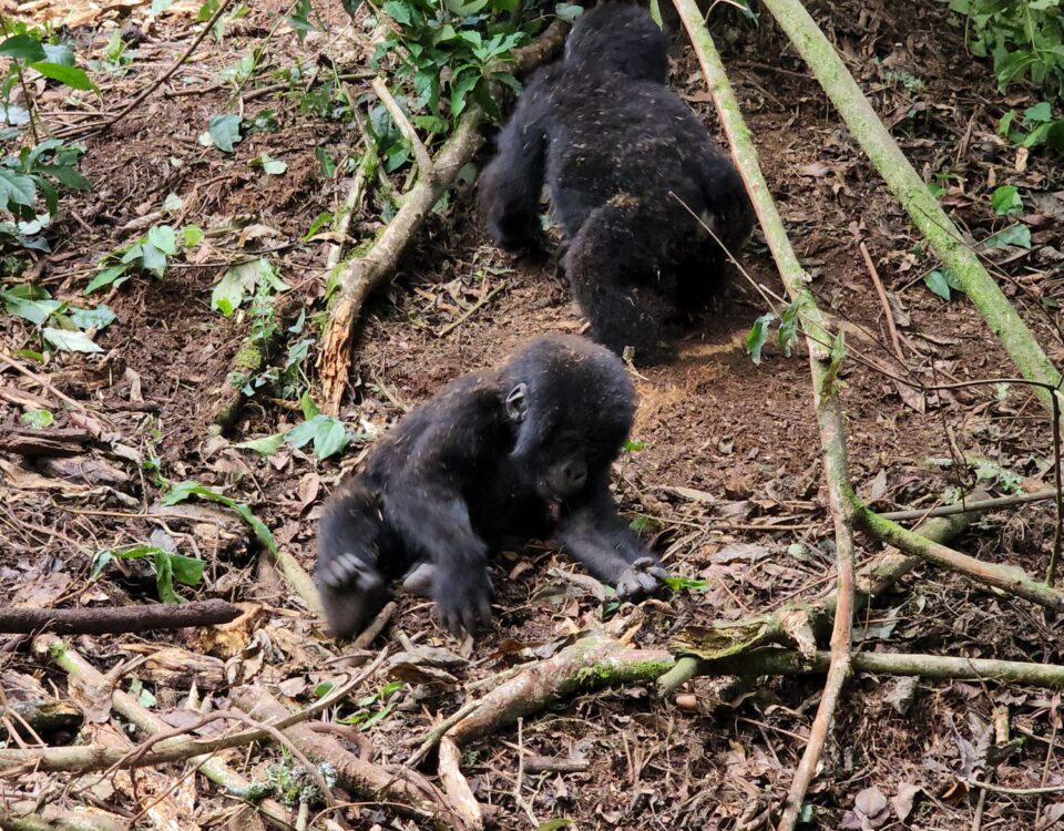 Uganda Gorilla Trekking Tour