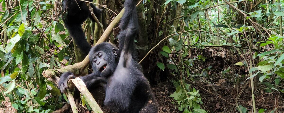 Rwanda Uganda Primates Tour