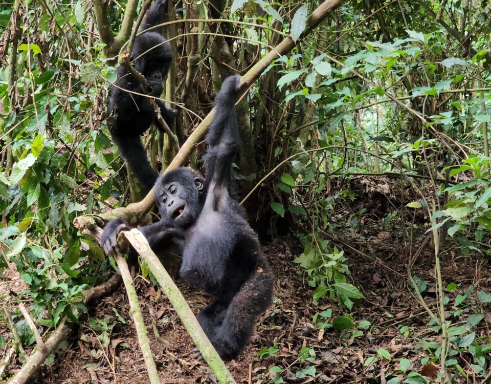 Rwanda Uganda Primates Tour