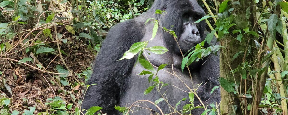 Bwindi Gorilla Trekking Safari