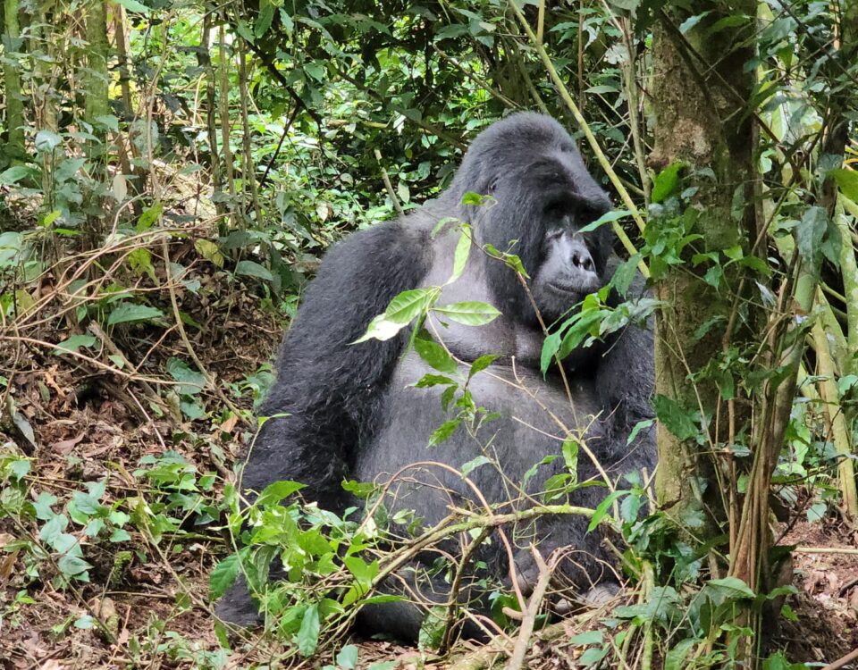 Bwindi Gorilla Trekking Safari