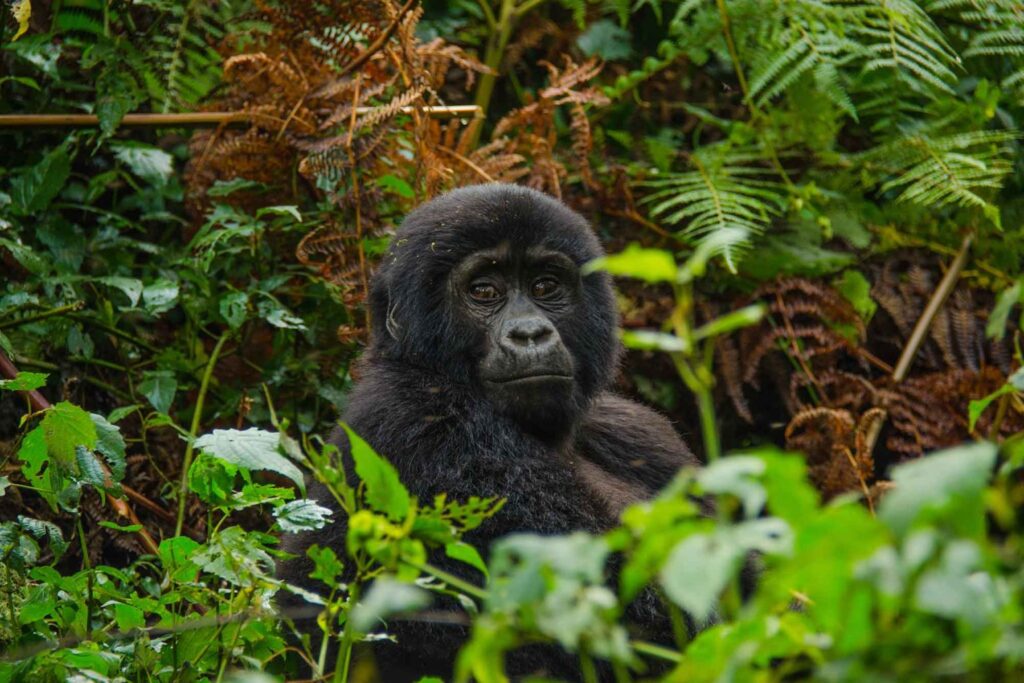 Africa Gorilla Trekking Safaris