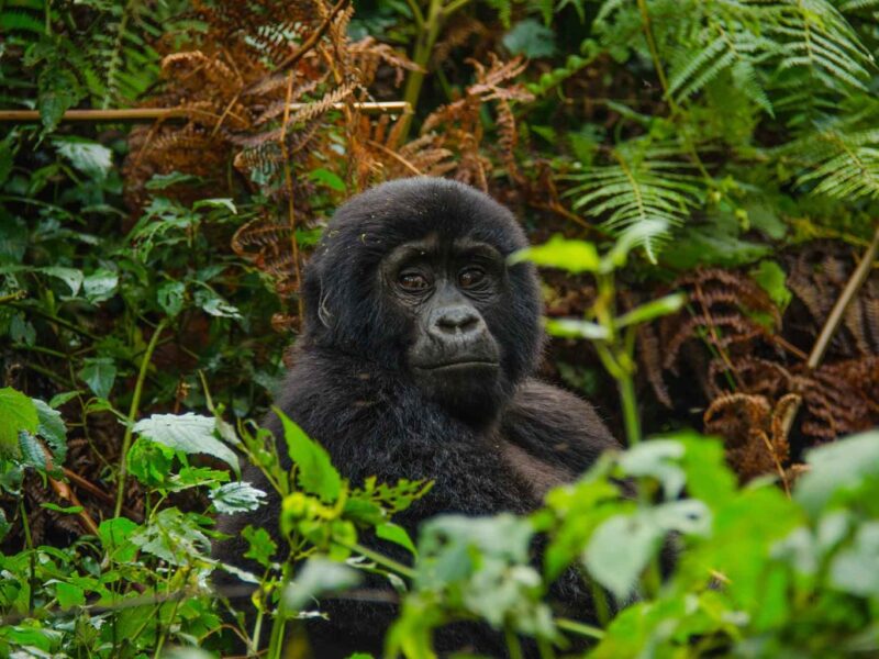 Africa Gorilla Trekking Safaris