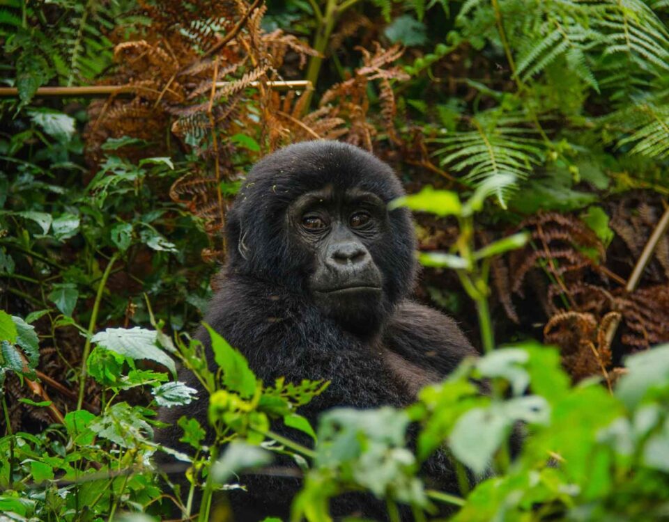 Africa Gorilla Trekking Safaris