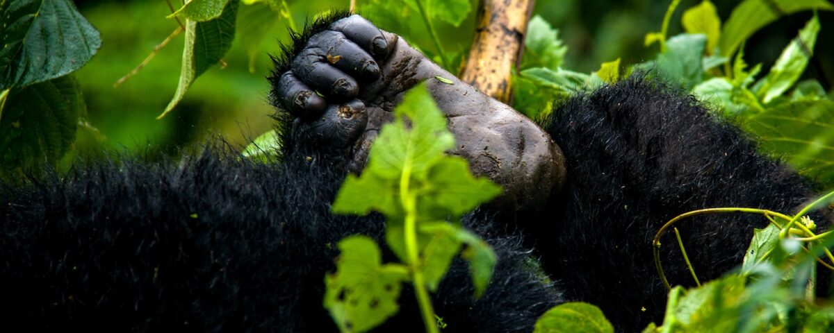 Africa Gorilla Trekking Safaris