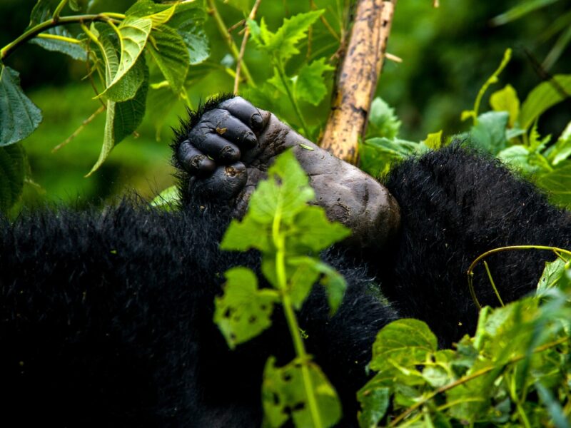 Africa Gorilla Trekking Safaris