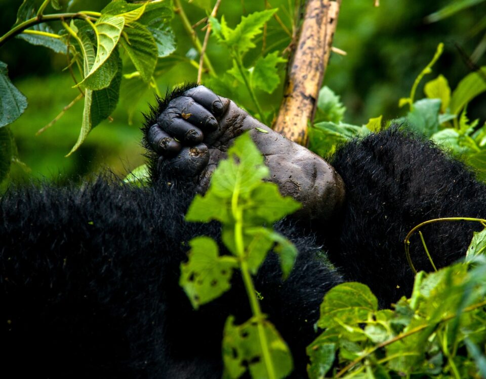 Africa Gorilla Trekking Safaris