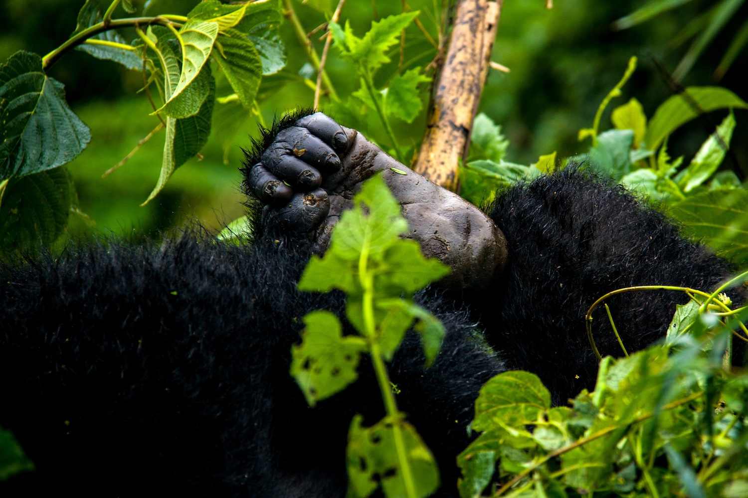 Africa Gorilla Trekking Safaris