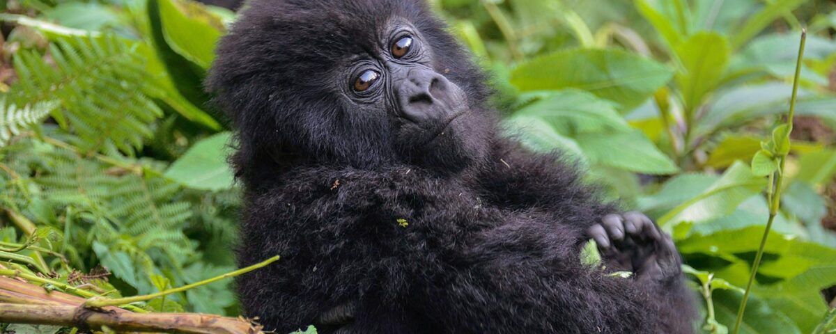 Rwanda Gorilla Trekking Safaris