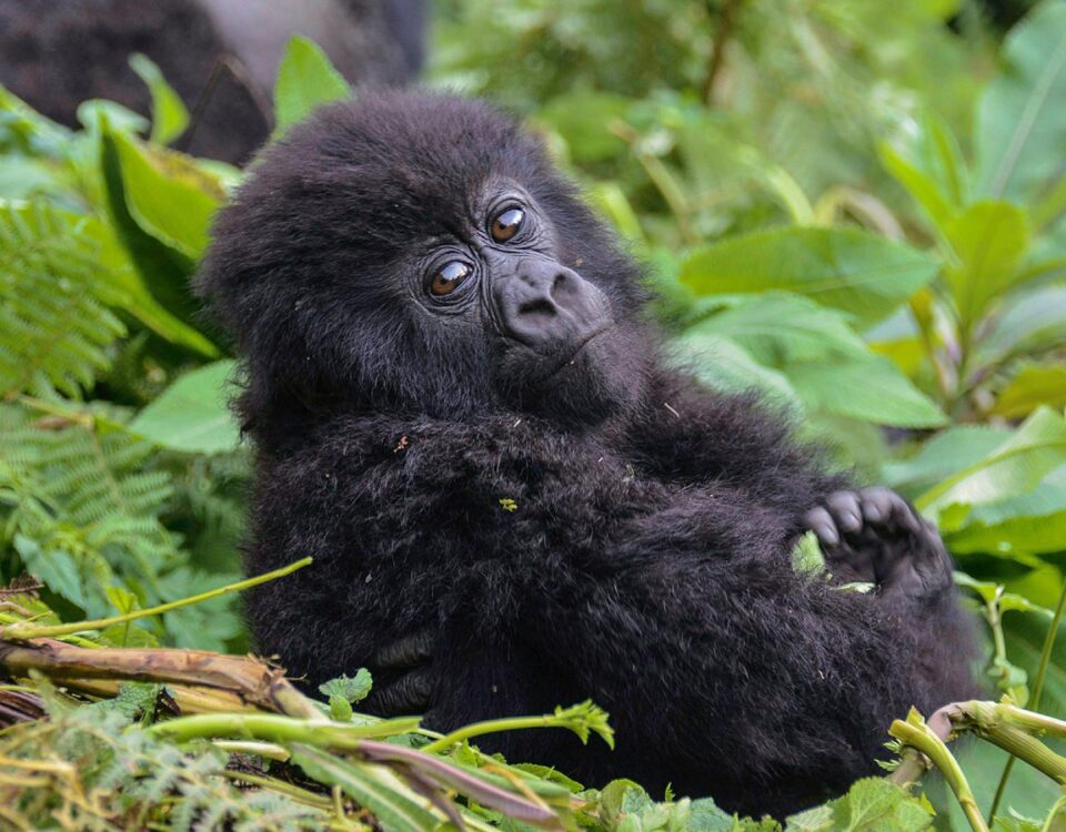Rwanda Gorilla Trekking Safaris