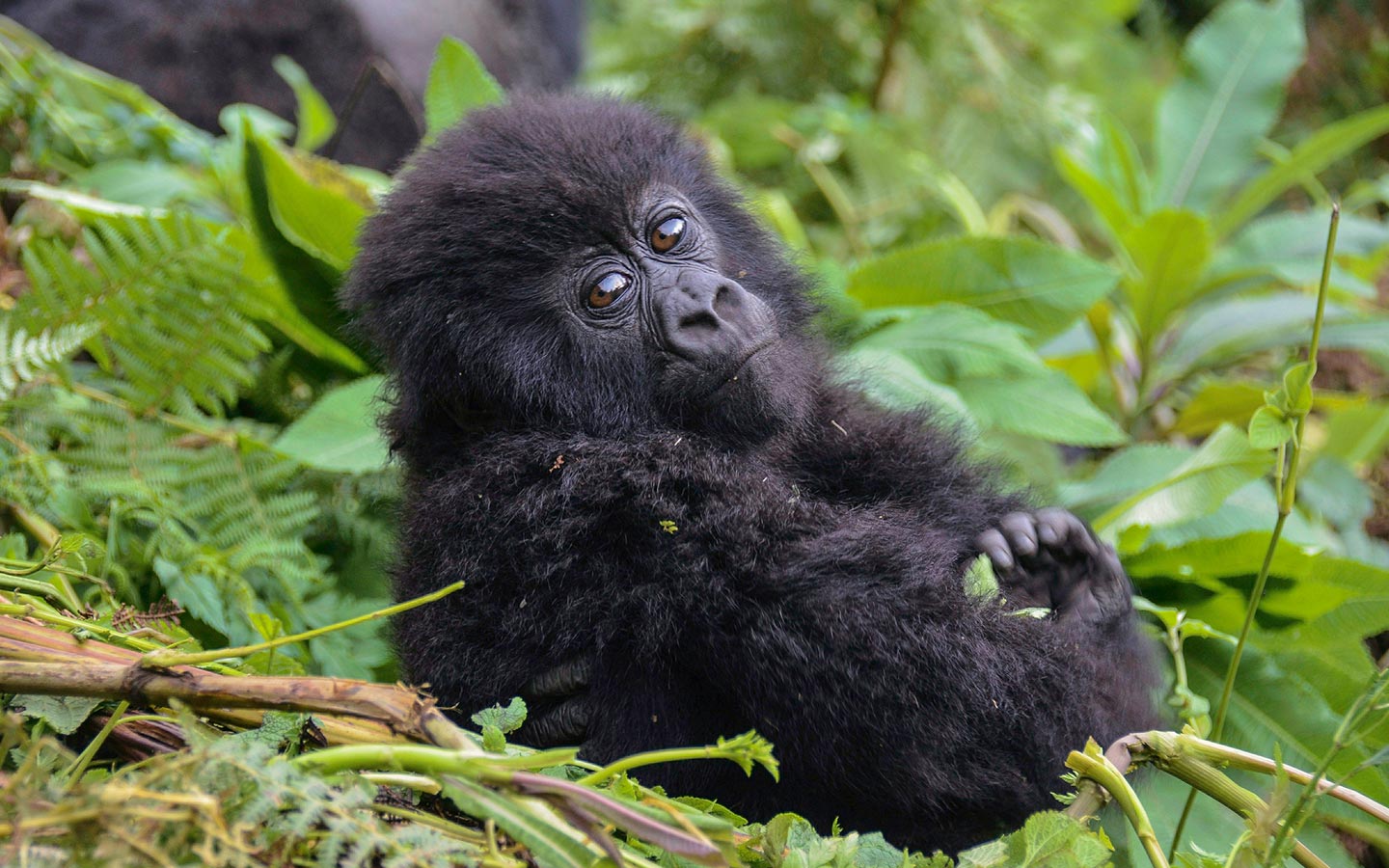 Rwanda Gorilla Trekking Safaris