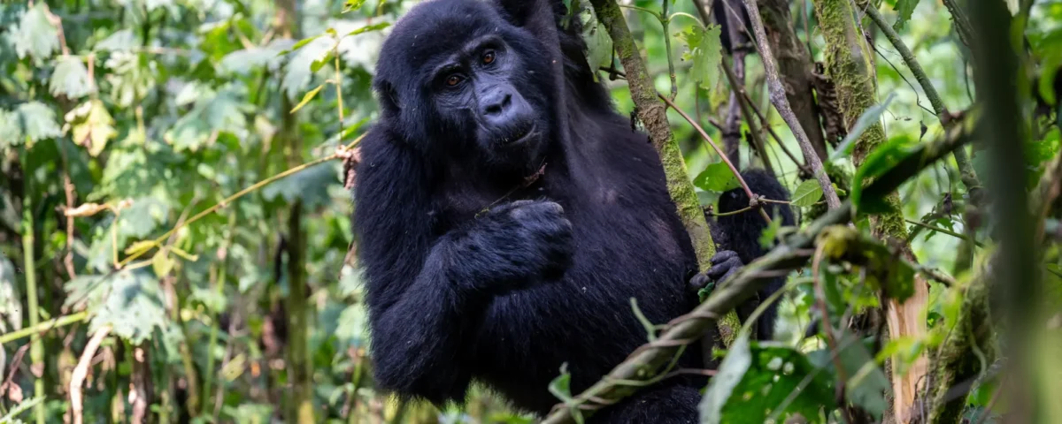 Africa Gorilla Trekking Safaris