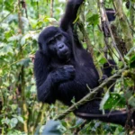 Africa Gorilla Trekking Safaris