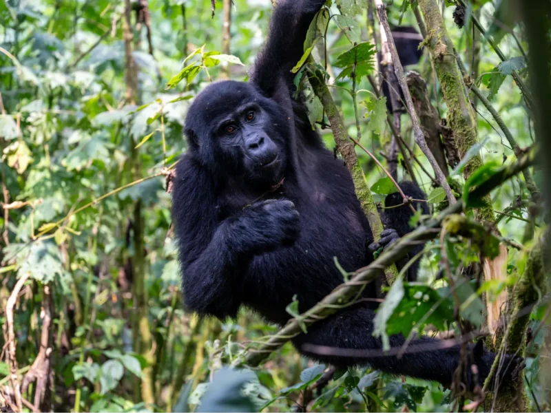 Africa Gorilla Trekking Safaris