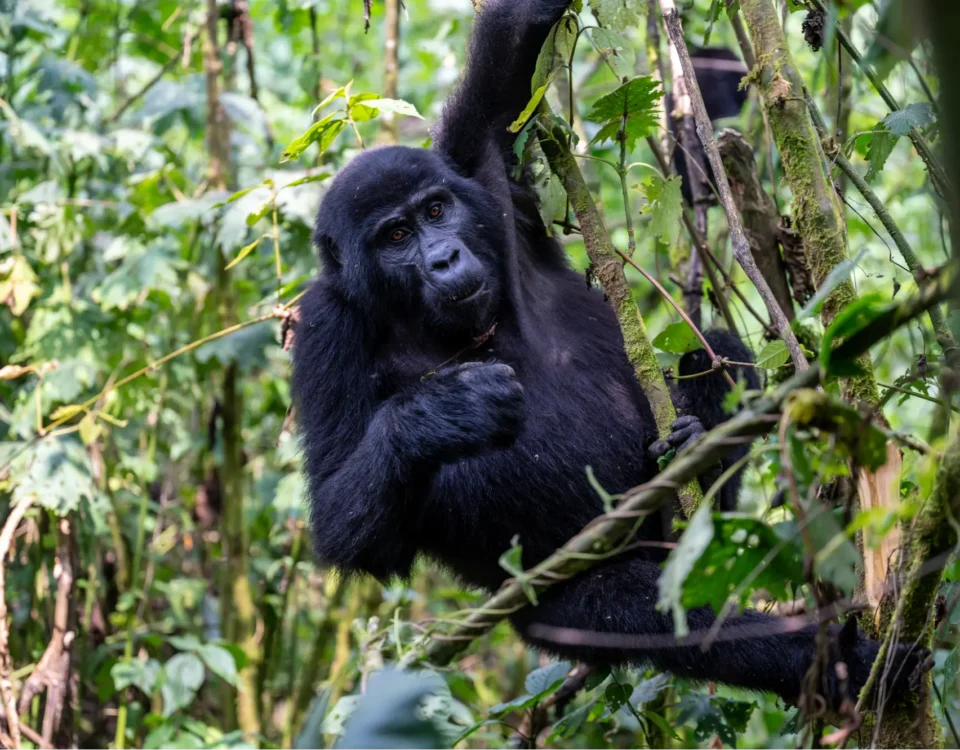 Africa Gorilla Trekking Safaris