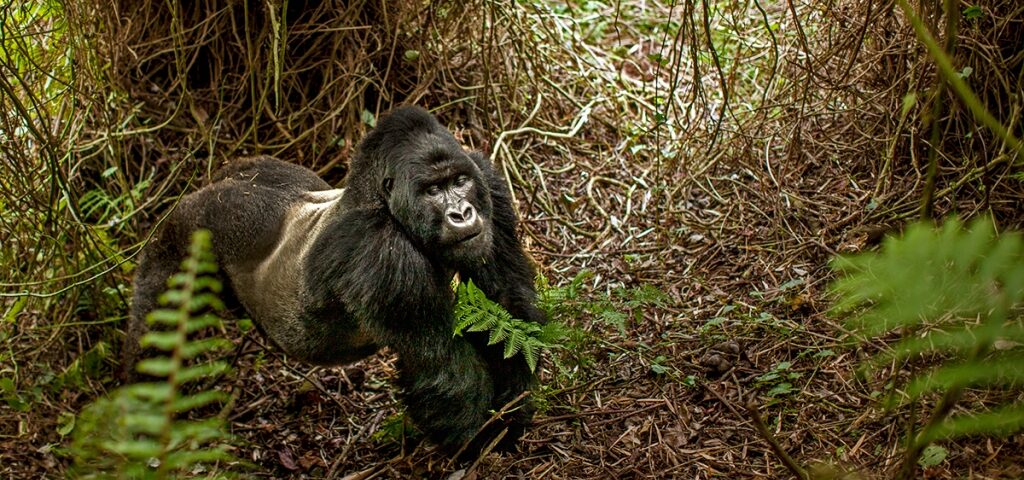How Many Days for Gorilla Trekking in Uganda?