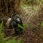 How Many Days for Gorilla Trekking in Uganda?