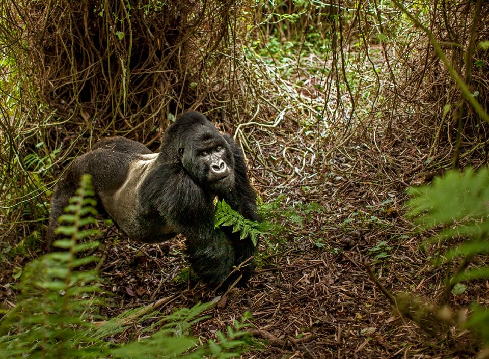 How Many Days for Gorilla Trekking in Uganda?