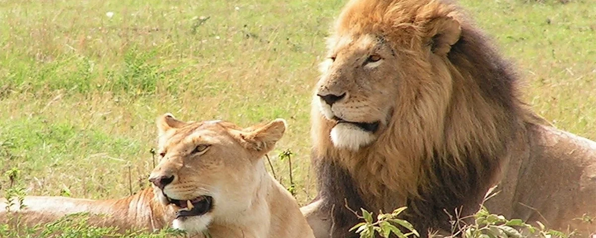 Which Game Park is Famous for Lions in Uganda?