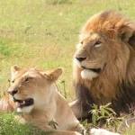 Which Game Park is Famous for Lions in Uganda?