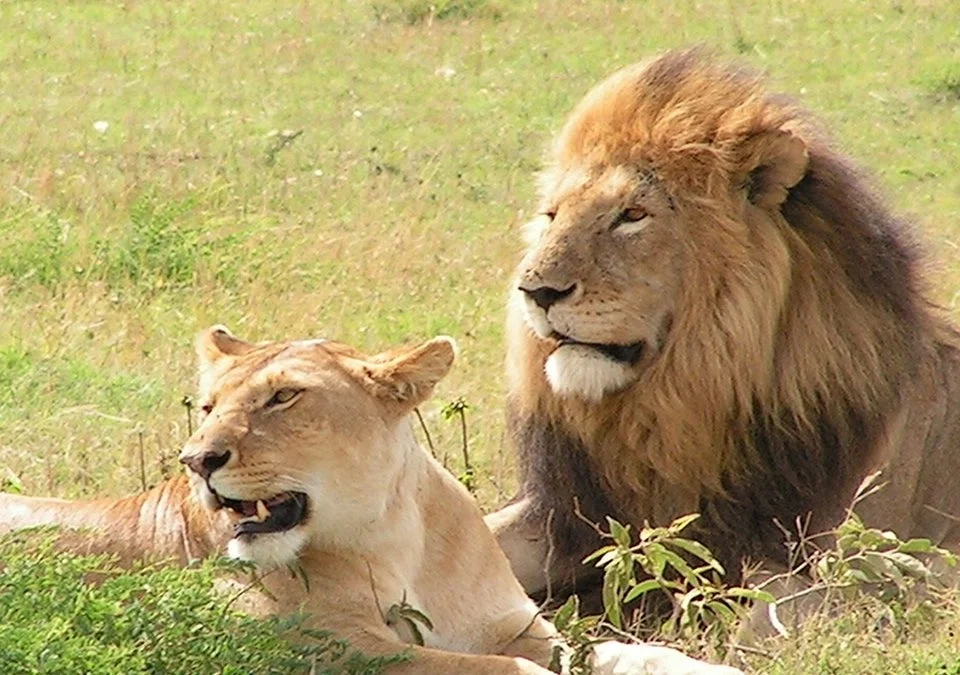 Which Game Park is Famous for Lions in Uganda?