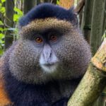What are the Top Primate Species Found in Uganda and Rwanda?