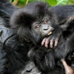 How Do Mountain Gorillas Sleep?