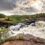 What Makes Murchison Falls National Park Unique Compared to Other Ugandan Parks?