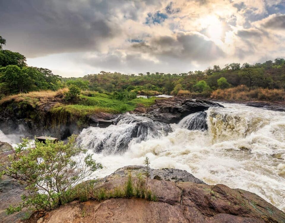 What Makes Murchison Falls National Park Unique Compared to Other Ugandan Parks?