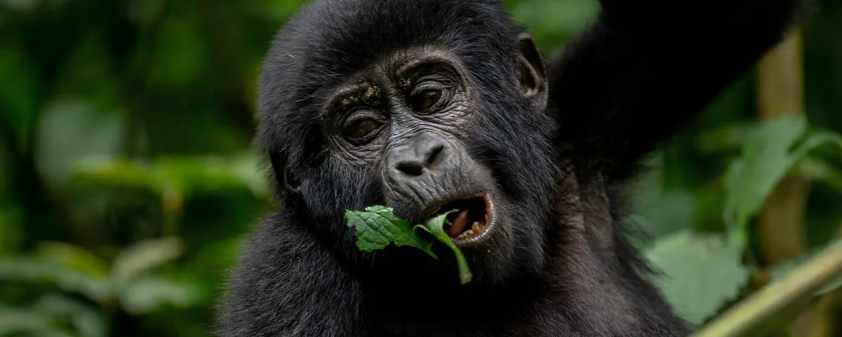 How to Plan a Gorilla and Chimpanzee Trek in Uganda