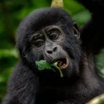 How to Plan a Gorilla and Chimpanzee Trek in Uganda