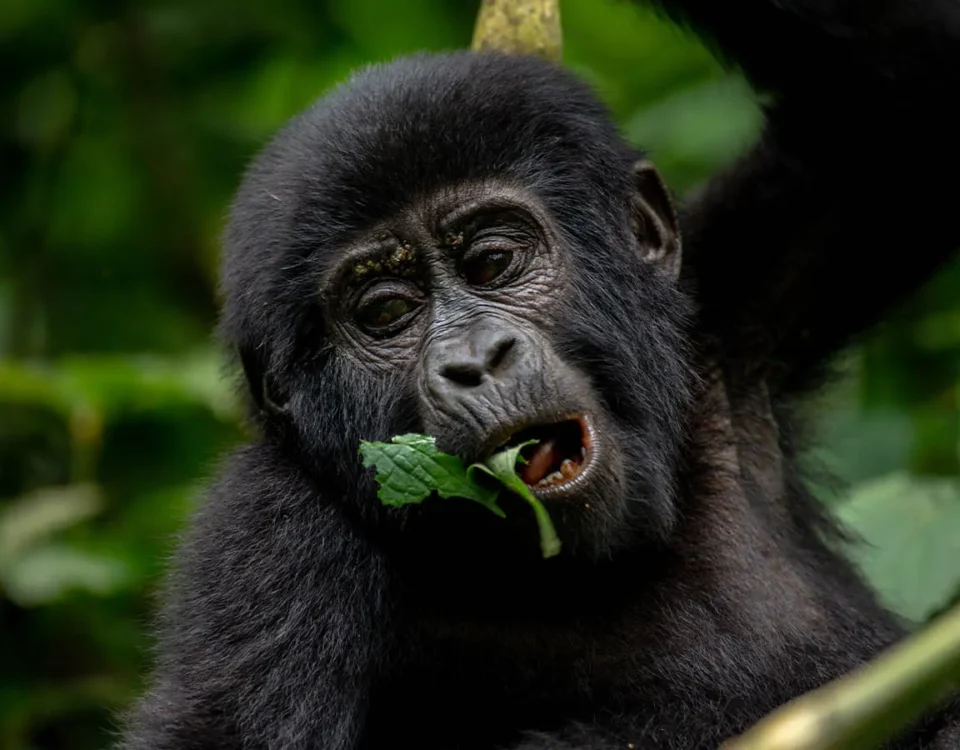 How to Plan a Gorilla and Chimpanzee Trek in Uganda
