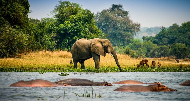 What Are the Best Safari Destinations in Uganda?