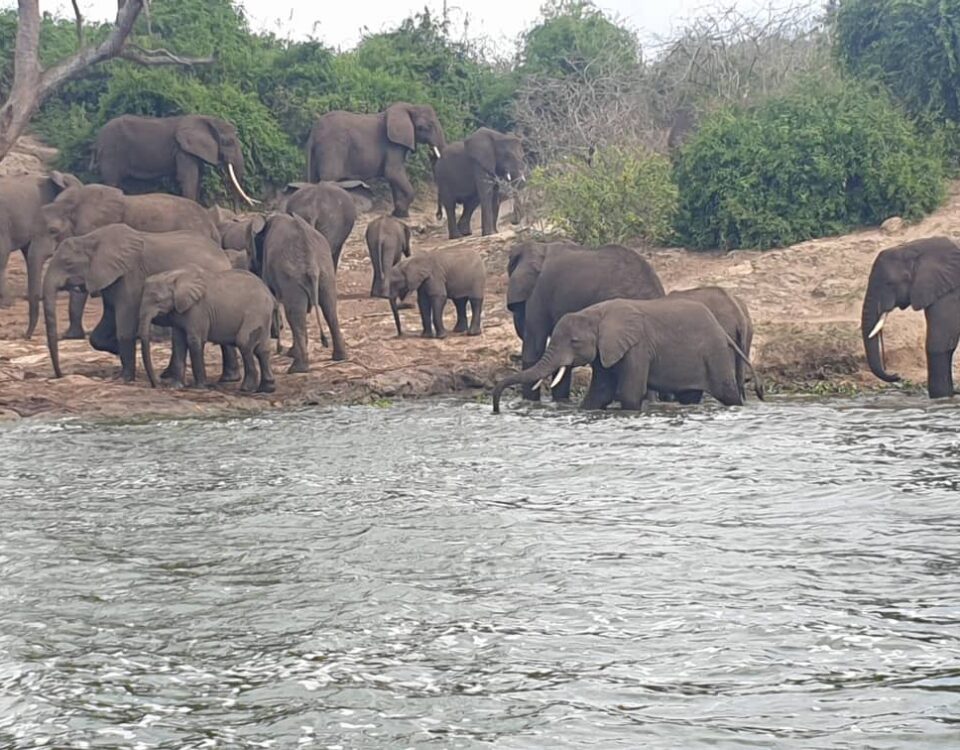 Best Guide to Kidepo Valley National Park
