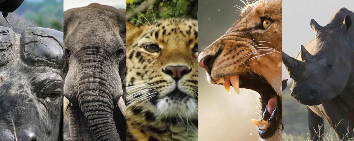 The Big Five in Uganda: Where to Find Them