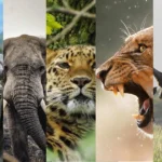 The Big Five in Uganda: Where to Find Them