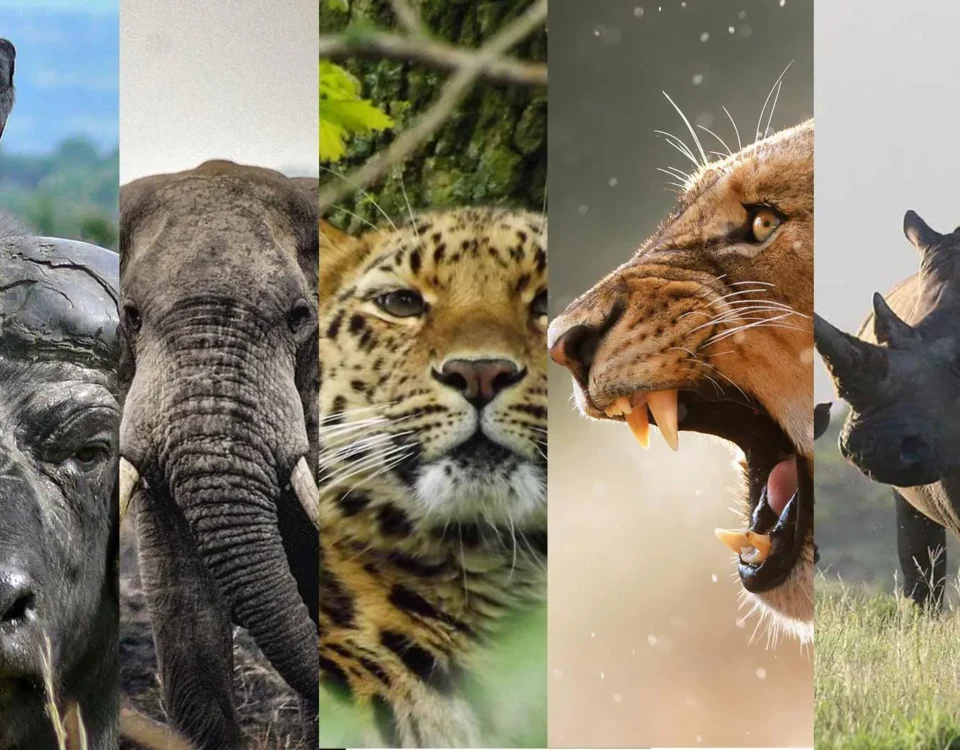 The Big Five in Uganda: Where to Find Them