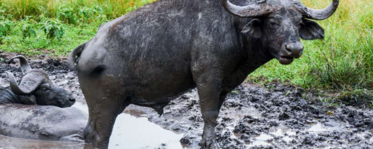  Are There Buffaloes in Murchison Falls?